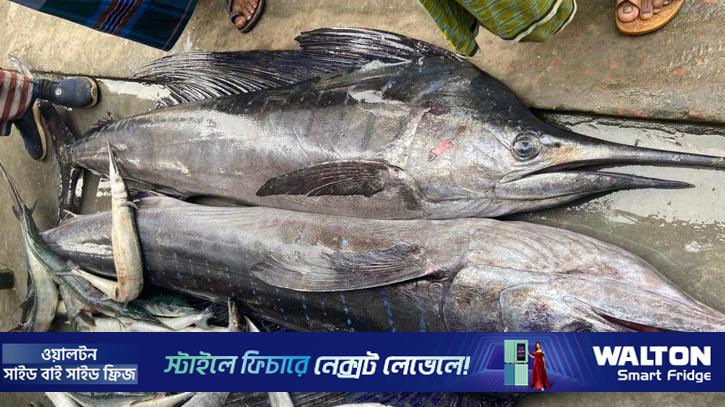 চার মণ ওজনের দুই পাখি মাছের দাম মাত্র ২৫ হাজার