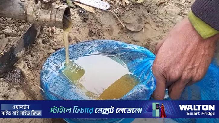 সিরাজগঞ্জে মাঠজুড়ে সরিষা ফুলের হাসি, মধু উৎপাদনের লক্ষ্য ৪০৪ টন 