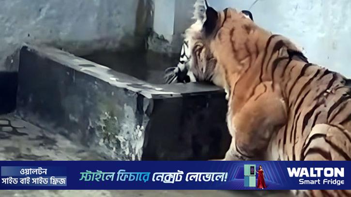 সুন্দরবন থেকে উদ্ধার হওয়া আহত বাঘটি ৩ সমস্যায় আক্রান্ত 