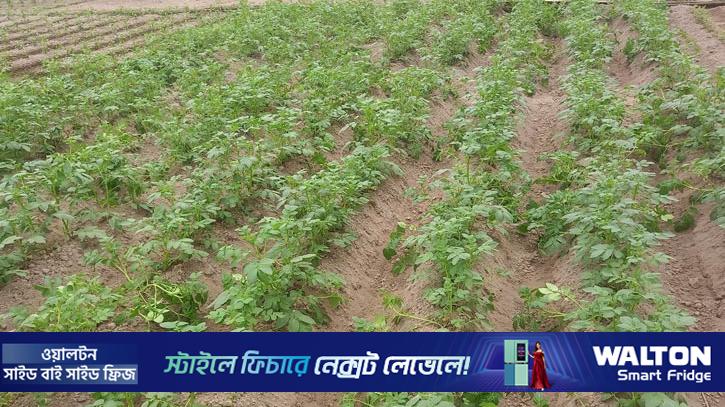 প্রচণ্ড ঠান্ডায় রবি শস্যে ক্ষতির শঙ্কা, দুশ্চিন্তায় মৌলভীবাজারের চাষিরা