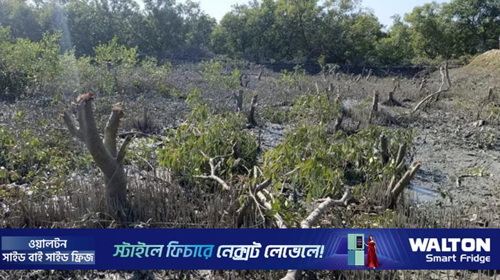 গাছ কেটে চিংড়ি ঘের, বন আদালতে মামলা