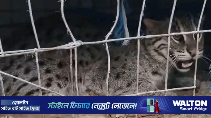 সাতক্ষীরায় মেছোবাঘ আটকের পর বনে অবমুক্ত