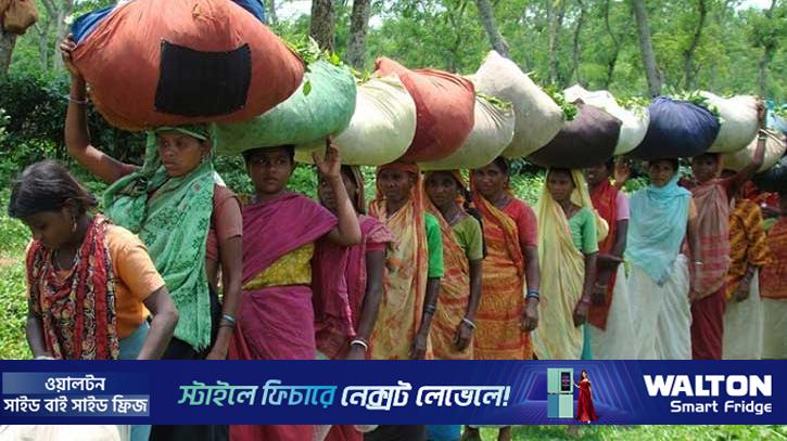 ‘শ্রম অধ্যাদেশে চা-শ্রমিকদের স্বার্থ উপেক্ষিত হয়েছে’