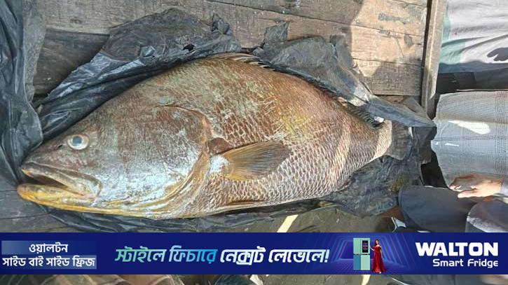 সেন্টমার্টিনে ধরা পড়ল ৩৫ কেজির পোয়া, দাম হাঁকছে ১২ লাখ