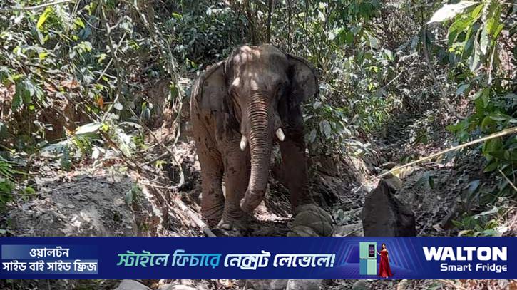 বান্দরবানে বন্যহাতির আক্রমণে শ্রমিক নিহত