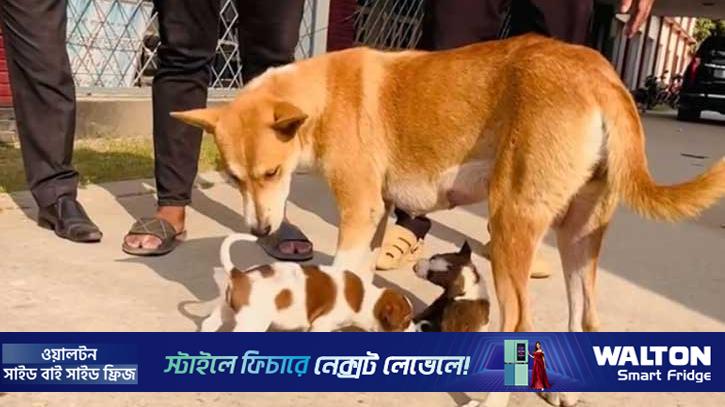 নতুন বাচ্চা পেল মা কুকুরটি, চোখে-মুখে স্বস্তি