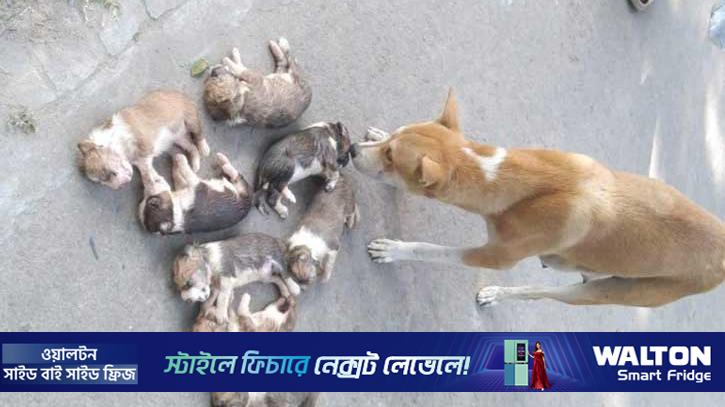 ৮ কুকুরছানা হত্যা: সরকারি বাসভবন ছাড়লেন সেই কর্মকর্তা