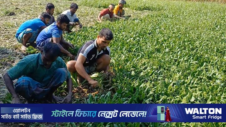 কিশোরগঞ্জে বিলাতি ধনিয়া পাতায় লাভবান কৃষক