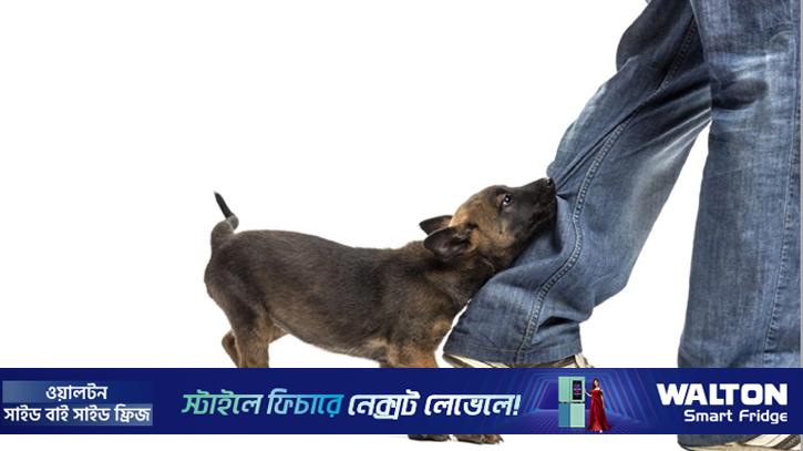 লাখাইয়ে কুকুরের কামড়ে নারী-শিশুসহ আহত ১১