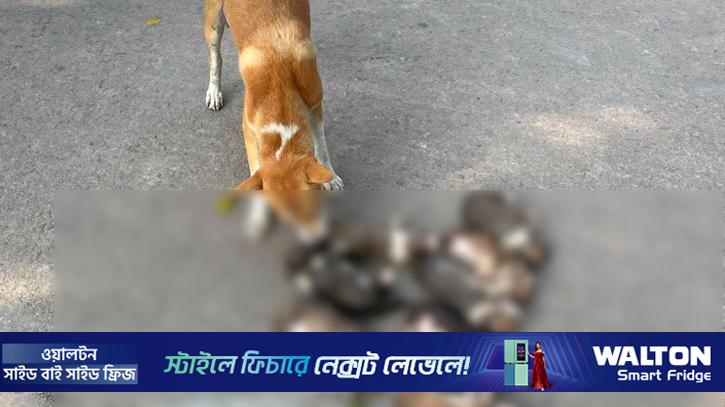 পাবনায় ৮ কুকুরছানা পুকুরে ডুবিয়ে হত্যার অভিযোগ