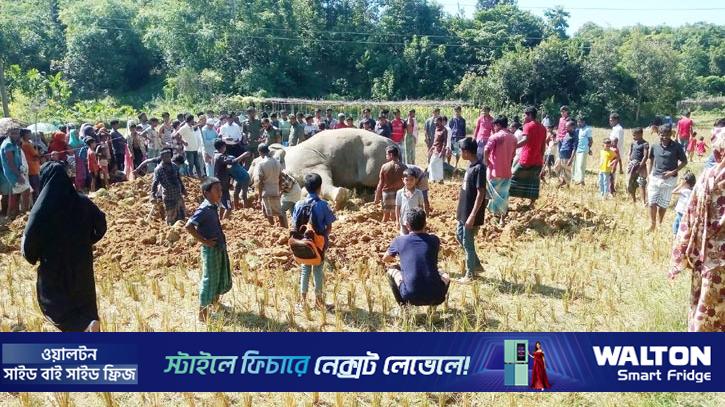 উখিয়ায় কৃষি জমিতে পড়েছিল বন্য হাতির মরদেহ