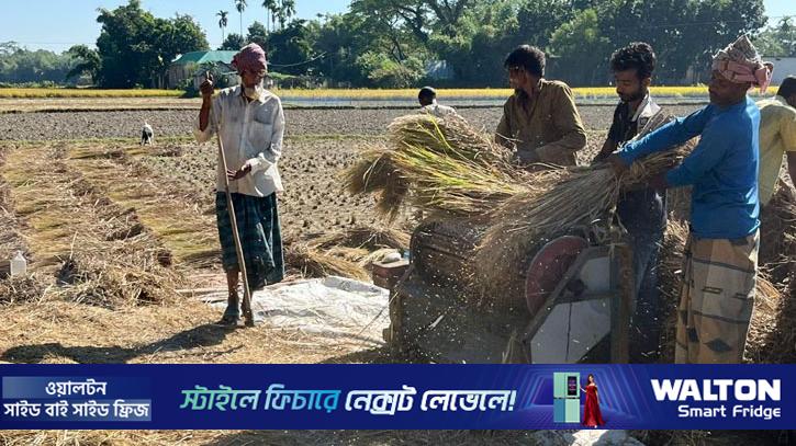 নেত্রকোণায় আমন কাটা শুরু, ব্যস্ত চাষির মুখে হাসি