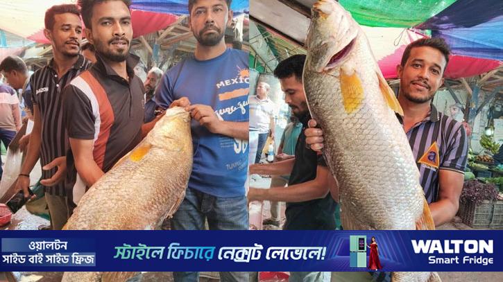 বরগুনায় জালে উঠে এল ২ কোরাল, দাম কত?