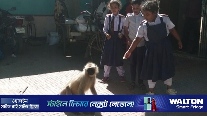 হিলিতে ঘুরছে ভারত থেকে আসা মুখপোড়া হনুমান