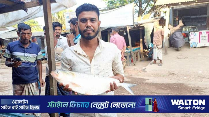 পায়রায় মিললো আড়াই কেজির ইলিশ, ১৬ হাজারে বিক্রি