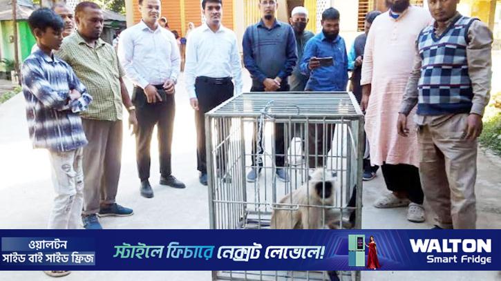 সেই হনুমানের স্থান হলো রংপুর চিড়িয়াখানায়