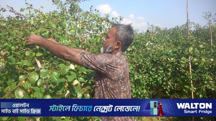 বরই থেকে ৫ লাখ টাকা আয়ের সম্ভাবনা দেখছেন গিয়াস