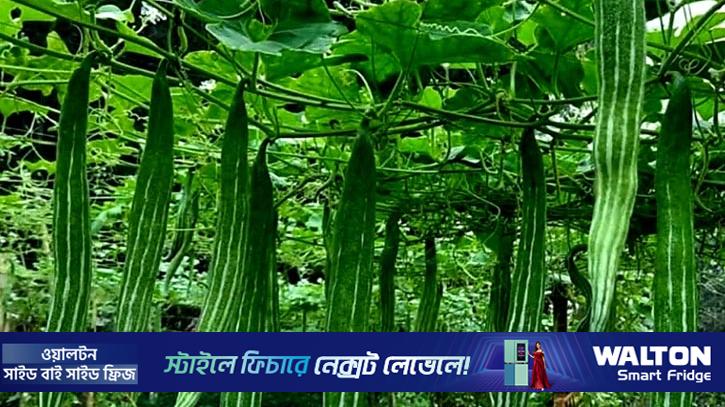 ৩০ হাজারের চিচিঙ্গায় লাভের আশা ২ লাখ