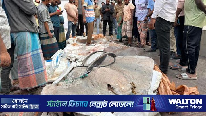 সাড়ে ১২ মণ ওজনের অবৈধ ৫টি শাপলা পাতা মাছ জব্দ