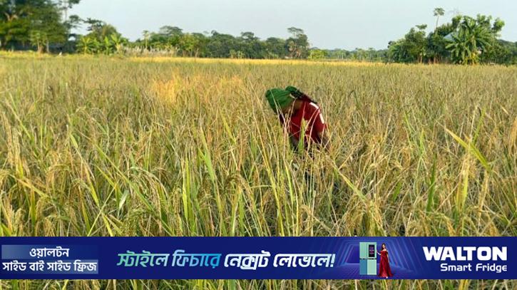 মাদারীপুরে পড়ে থাকা জমিতে চাষ, আমনের বাম্পার ফলন