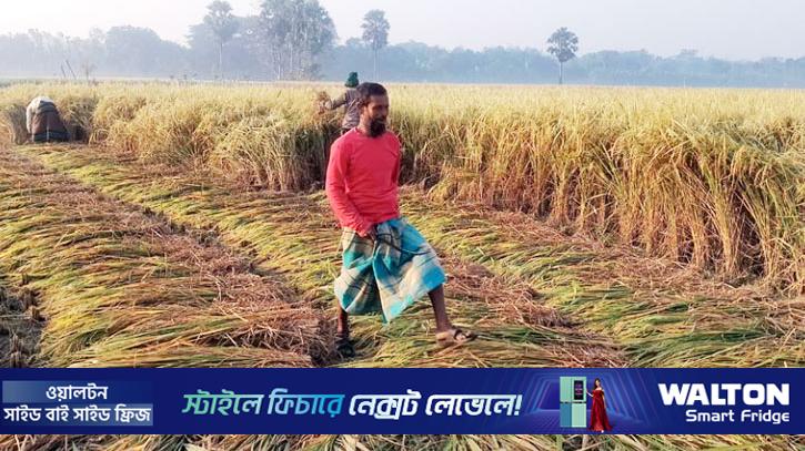 নড়াইলে এবার আমন ধানের বাম্পার ফলন