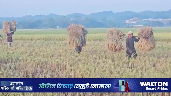 খাগড়াছড়ির বিস্তীর্ণ মাঠে সোনালি ধানের হাসি