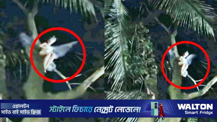 পরী সদৃশ্য রহস্যময় প্রাণি দেখার দাবি