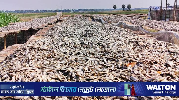 চাহিদা বাড়ছে নড়াইলে প্রস্তুতকৃত দেশি মাছের শুঁটকির