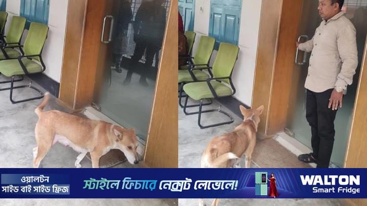 আট কুকুরছানা হত্যায় মামলা, সরকারি কর্মকর্তার স্ত্রী গ্রেপ্তার