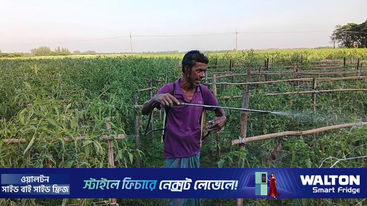 আগাম টমেটো চাষে ‘ফিল কার্ল’ ভাইরাসের হানা, দুশ্চিন্তায় কৃষক