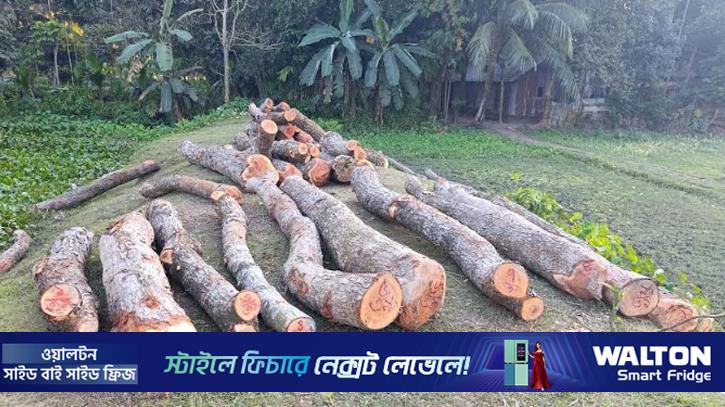 সরকারি গাছ কাটায় বিএনপি নেতার বিরুদ্ধে মামলা