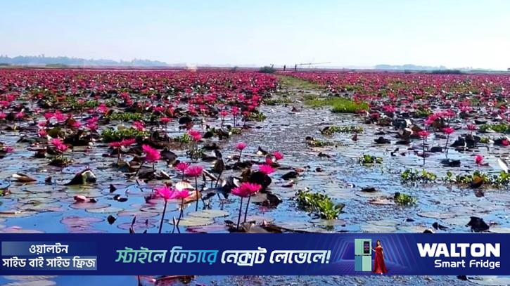 বিমোহিত করছে শ্রীমঙ্গলের হাইল হাওরের শাপলা