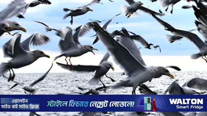 পশুপাখিরা কী ভূমিকম্পের পূর্বাভাস পায়?