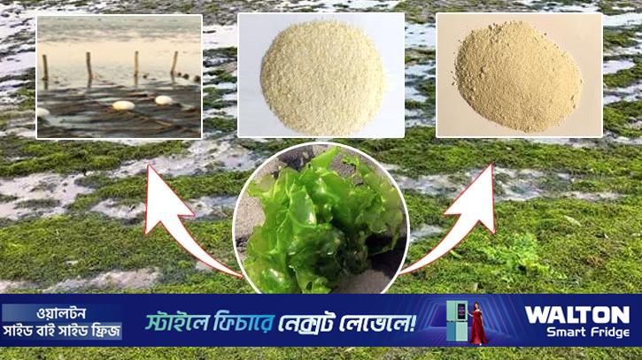 শৈবাল থেকে ৩ মূল্যবান পণ্য উদ্ভাবনে বাকৃবির সাফল্য