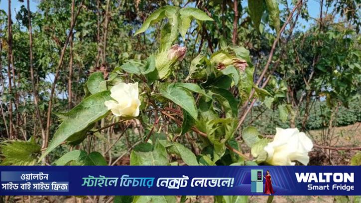 গাজীপুরে ফুটল ফুটি কার্পাস: মসলিন পুনরুদ্ধারে সম্ভাবনার দ্বার খুলছে