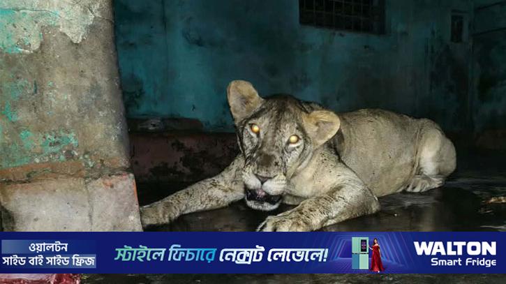 আড়াই ঘণ্টা বাইরে থেকে খাঁচায় ফিরল সিংহী ডেইজি