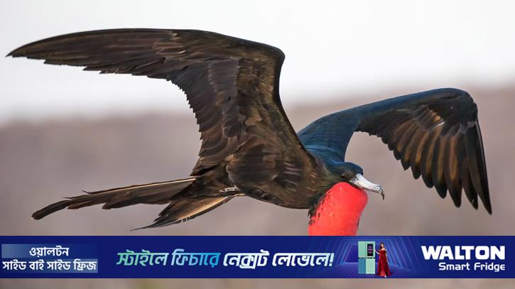 ‘সাগরের জলদস্যু’ বলা হয় যে পাখিকে