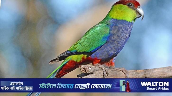 বিরক্ত হলে গাছের চূড়ায় উঠে যায় ‘লাল ঝুটি টিয়া’