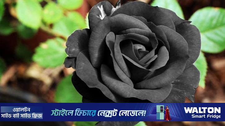 কালো গোলাপ প্রেম নাকি মৃত্যুর প্রতীক?