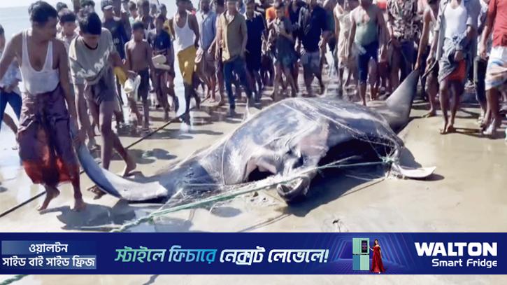 টেকনাফে ধরা পড়ল ২২ মণ ওজনের ‘শাপলাপাতা’ মাছ