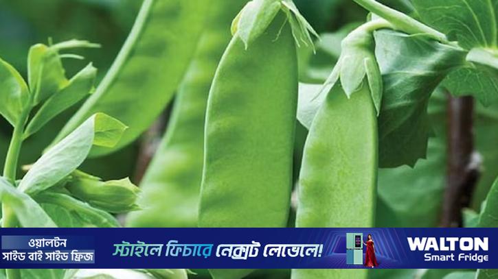 শীতকালে শিম খাওয়ার অনেক উপকারিতা