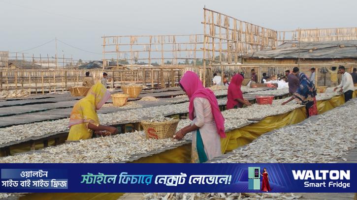 কক্সবাজারে শুটকি উৎপাদনের ধুম, রপ্তানির টার্গেট ৪০০ কোটি টাকা