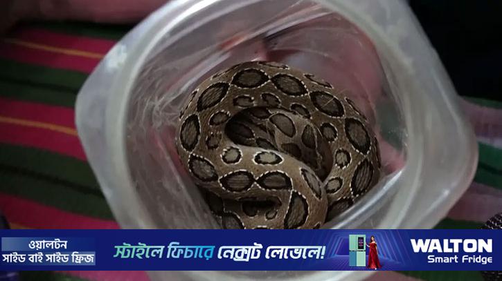সাপে কামড়ের পর জ্যান্ত রাসেলস ভাইপার নিয়ে হাসপাতালে কৃষক