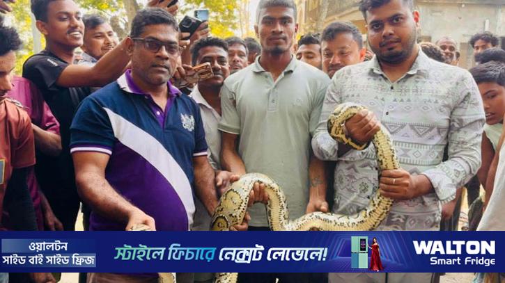 মগডালে অজগর