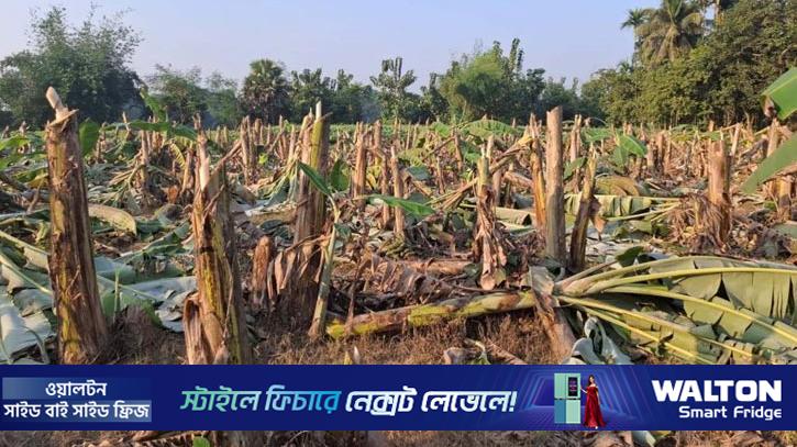 ইউপি সদস্যের বিরুদ্ধে এক হাজার কলাগাছ কেটে ফেলার অভিযোগ