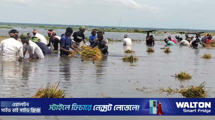 মৌলভীবাজারে চা শ্রমিকেরা কাটছেন হাওরের ধান