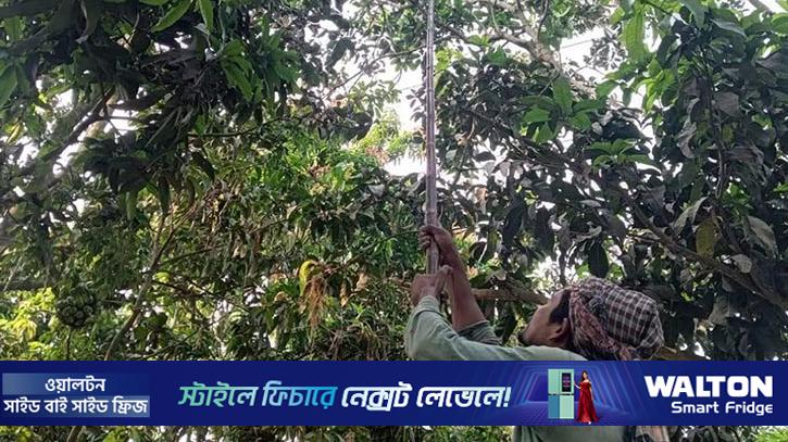 জ্যৈষ্ঠের প্রথম দিন, রাজশাহীতে আম নামানো শুরু
