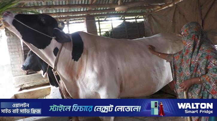 কুষ্টিয়ায় প্রস্তুত দুই লক্ষাধিক কোরবানির পশু