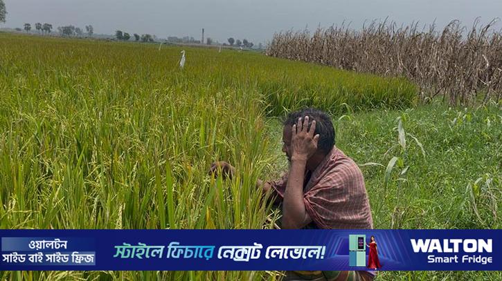 ধামরাইয়ে ইটভাটার ধোঁয়া-তাপে পুড়লো ২৫ হেক্টর জমির ধান