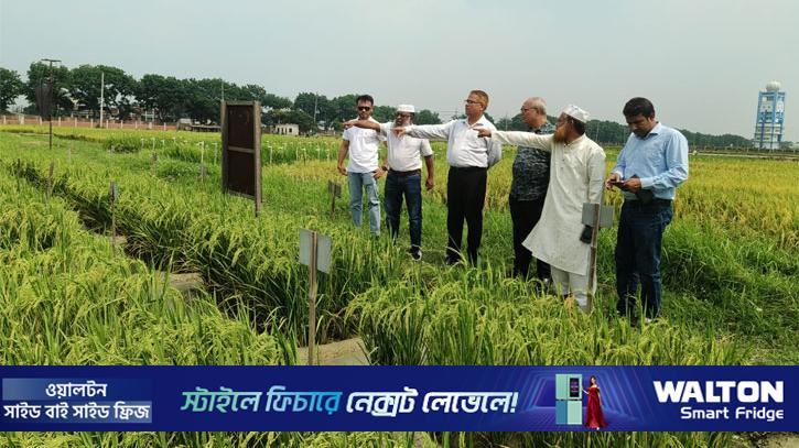 ইউরিয়া অপচয় রোধে বাকৃবিতে উদ্ভাবিত ন্যানো প্রযুক্তির সাফল্য